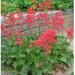 Perene: Heuchera sanguinea Splendens - koralni zvončić crvenog cveta , slika1